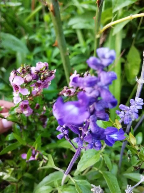 Salvia farinaceea - Iulie