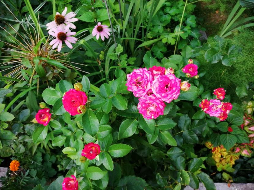Roze si echinaceea - Iulie