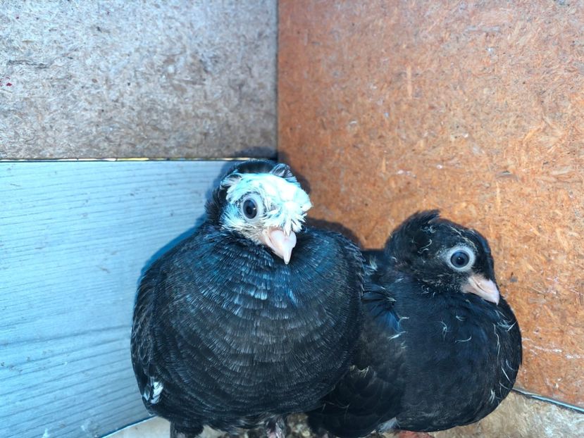  - 02 de prin volieră