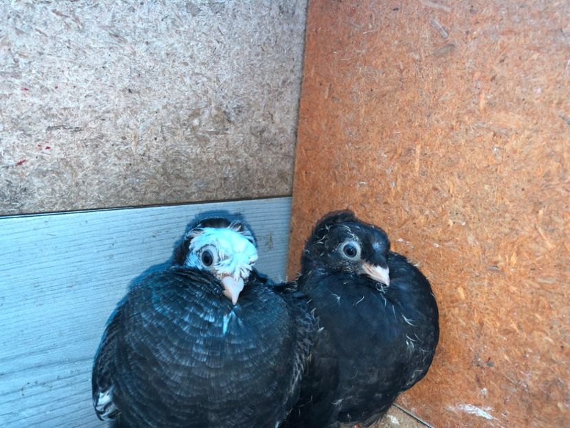  - 02 de prin volieră