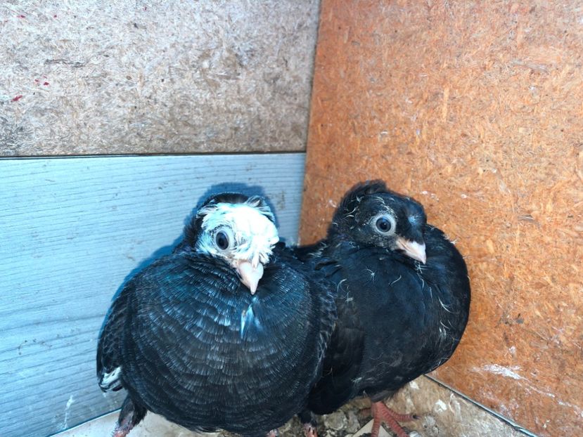  - 02 de prin volieră