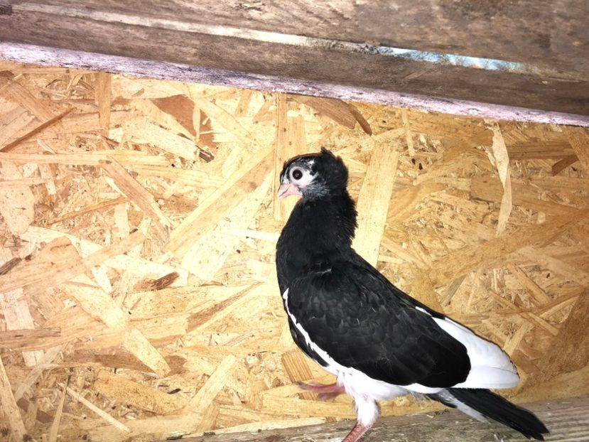  - 02 de prin volieră