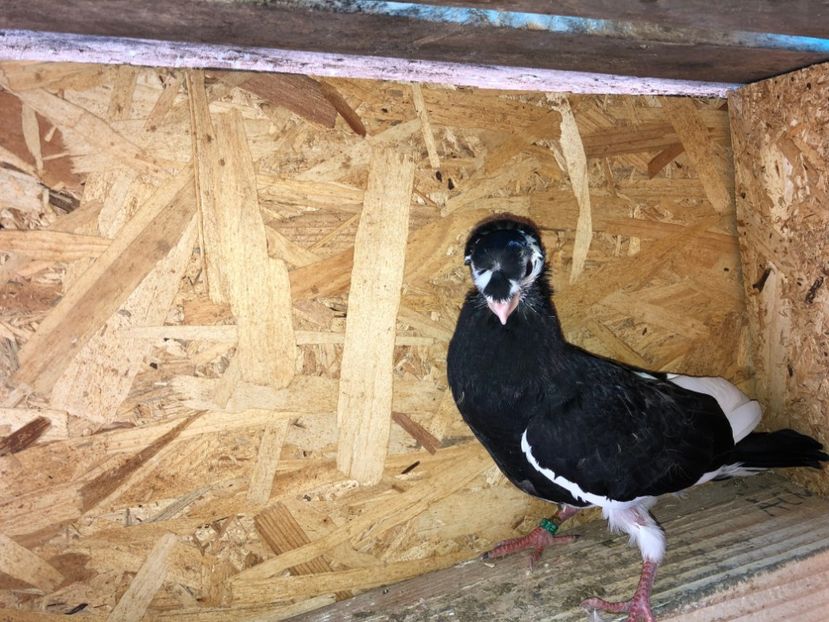  - 02 de prin volieră