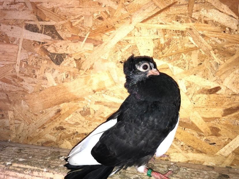  - 02 de prin volieră