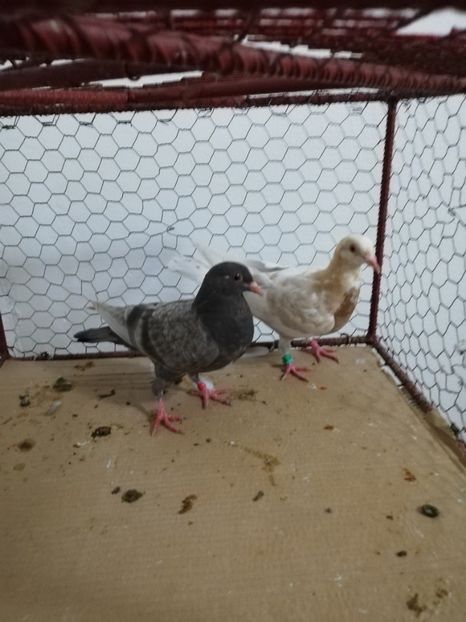  - Porumbei Gutani Culori mai rare