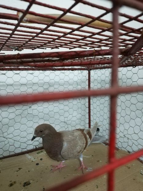  - Porumbei Gutani Culori mai rare