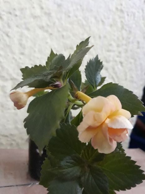  - 0001 2022 - RF s Tropicana