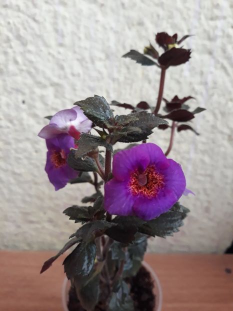  - 0001 2022 - Big Bang