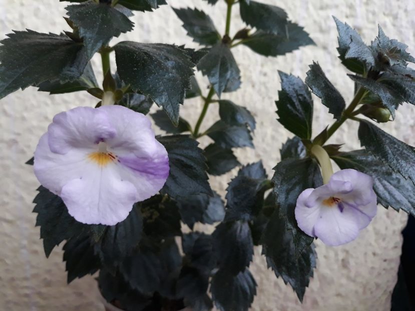  - R21 - Blueberry Ripple