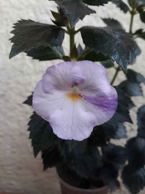  - R21 - Blueberry Ripple