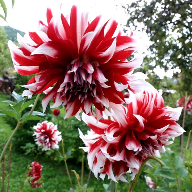  - AAAA_DALII 2015_2017_2018_2019_2020_2023