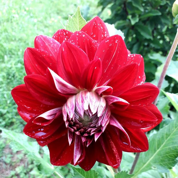  - AAAA_DALII 2015_2017_2018_2019_2020_2023