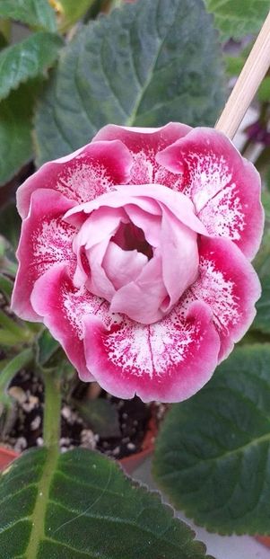 NT- Sharliz (Oksana GayduK) - Gloxinii 2019