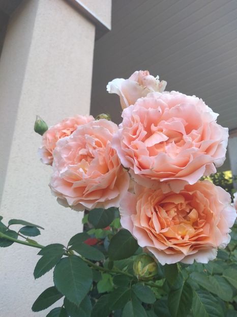 Polka - Trandafiri 2019