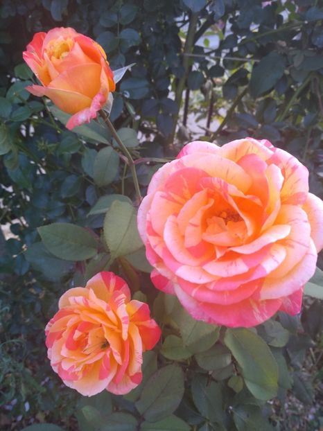 Marvelle - Trandafiri 2019