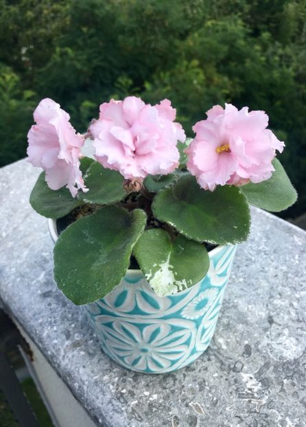 Ian Bokal - Ian Bokal