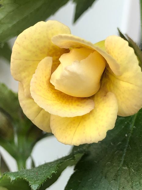 FC4A2059-1B3D-483E-86E7-DD35287B6028 - Lena Vera - S Saliba