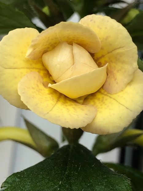 41CD70F5-B39A-49BB-AB18-DE0B2FEB4820 - Lena Vera - S Saliba