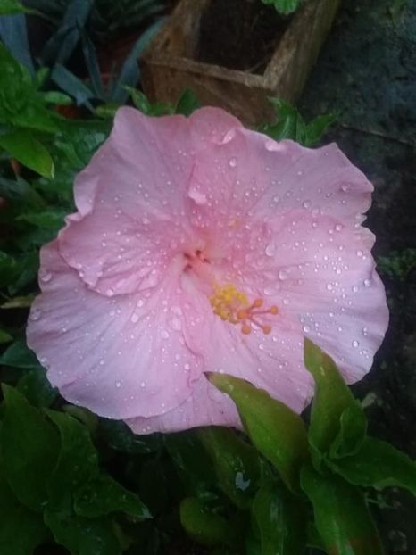 hibiscus roz  - iulie 2019