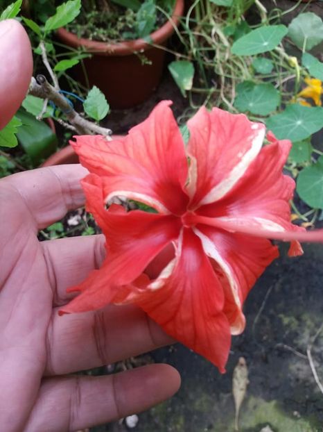 pam pam - iulie 2019