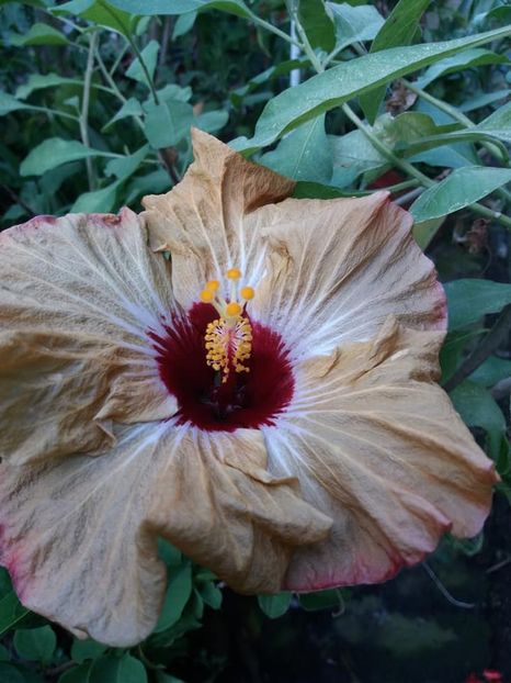 parampam pam - iulie 2019