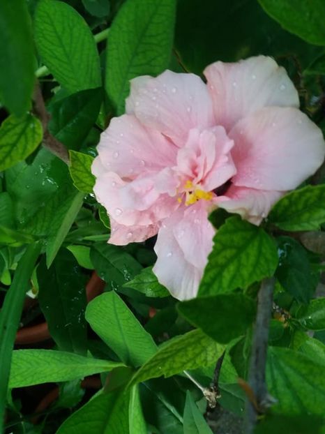 tot roz dar batut - iulie 2019