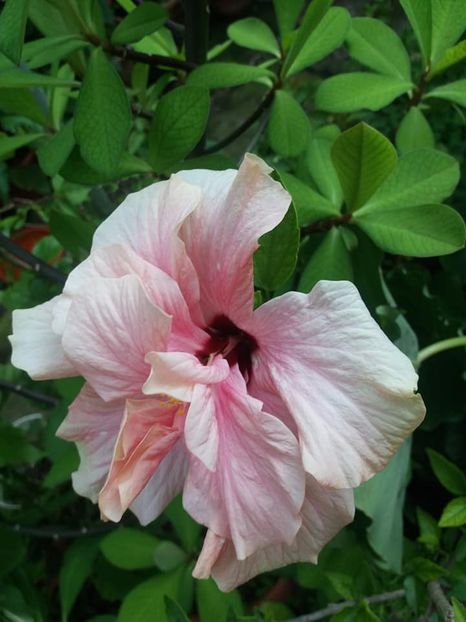 IAR ASTA CLASIC PINK - iulie 2019