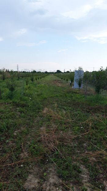  - Livada 1 anul ll 2019