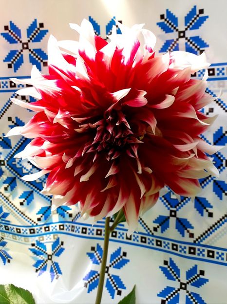  - AAAA_DALII 2015_2017_2018_2019_2020_2023