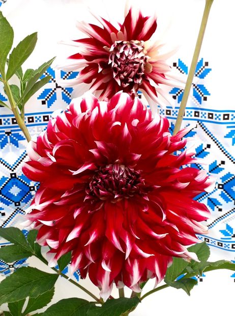  - AAAA_DALII 2015_2017_2018_2019_2020_2023