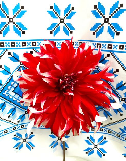  - AAAA_DALII 2015_2017_2018_2019_2020_2023