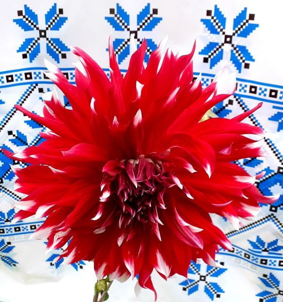  - AAAA_DALII 2015_2017_2018_2019_2020_2023