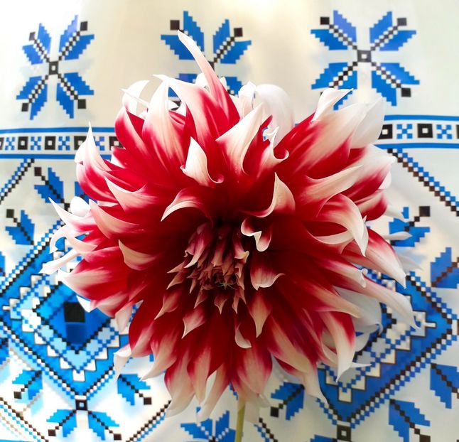  - AAAA_DALII 2015_2017_2018_2019_2020_2023