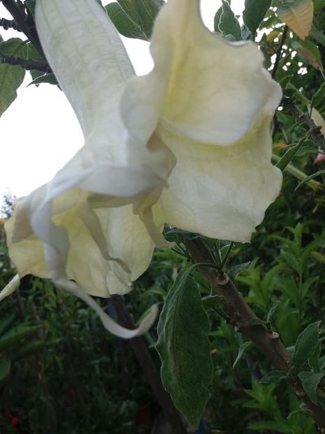 angel baby - iulie 2019