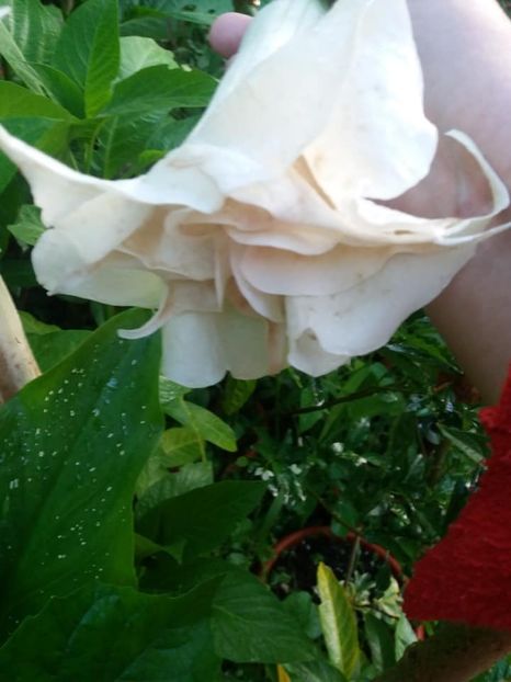 fara nume - iulie 2019