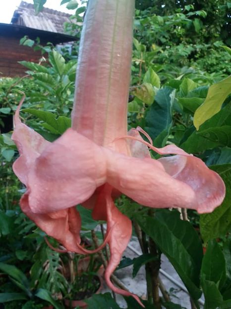 nemtoaica - iulie 2019