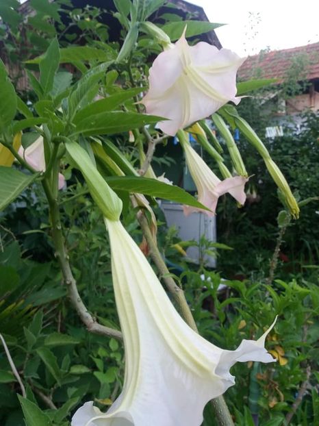 roz simplu 2 - iulie 2019