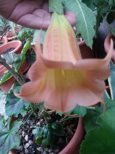 SCHLOSSE - iulie 2019