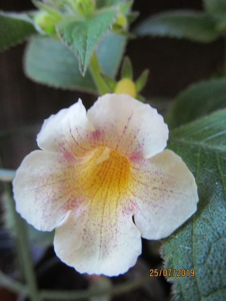 MM's Mihail - ACHIMENES 2020 - VANZARI HIBRIZI