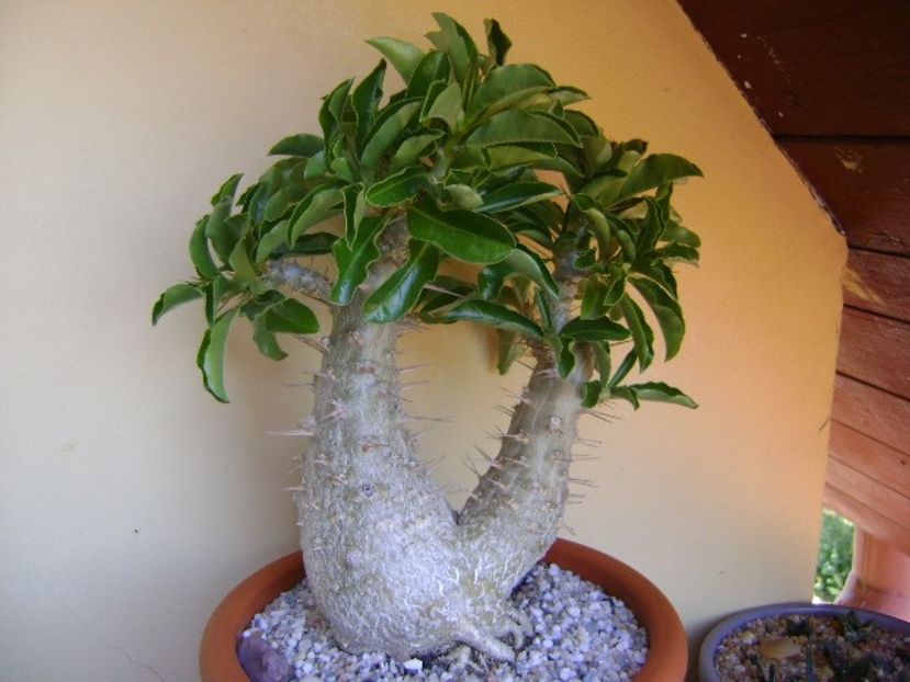 Pachypodium saundersii - Caudiciforme si bulbi 2019