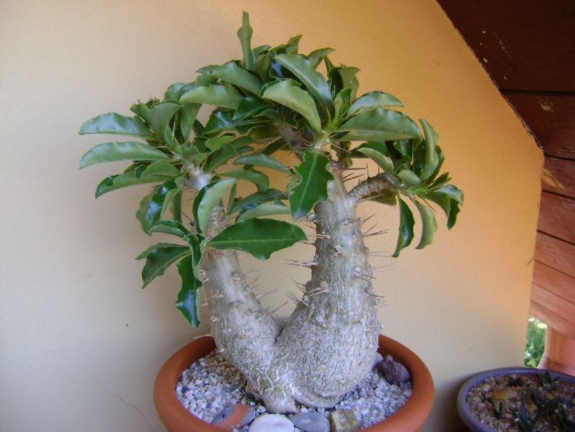 Pachypodium saundersii - Caudiciforme si bulbi 2019