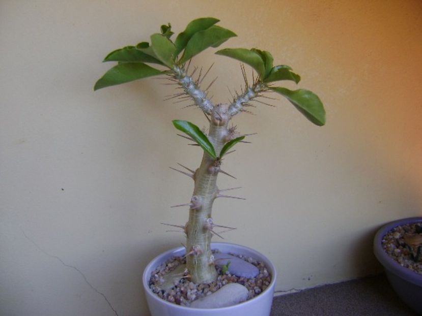 Pachypodium saundersii - Caudiciforme si bulbi 2019