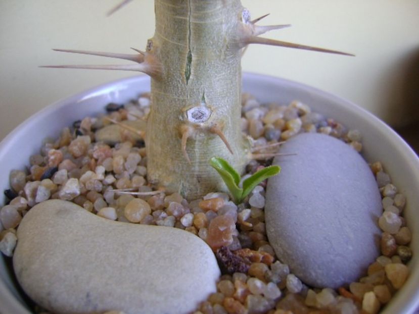 Pachypodium saundersii - Caudiciforme si bulbi 2019
