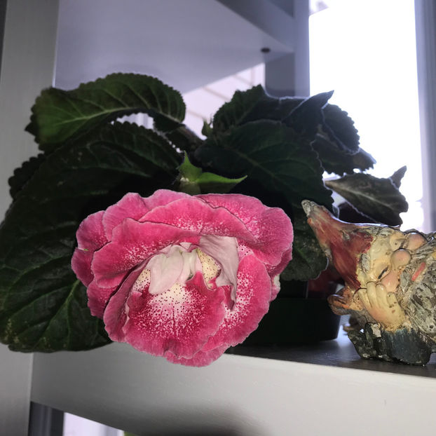  - Plante de interior 2019