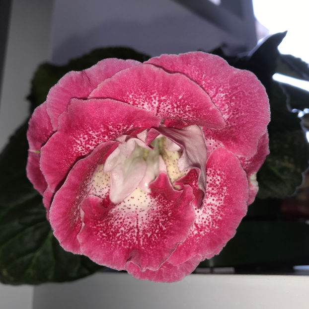 Ciao Bella - Plante de interior 2019