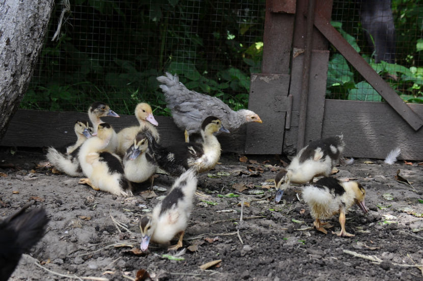  - 03 Rate lesesti 2019