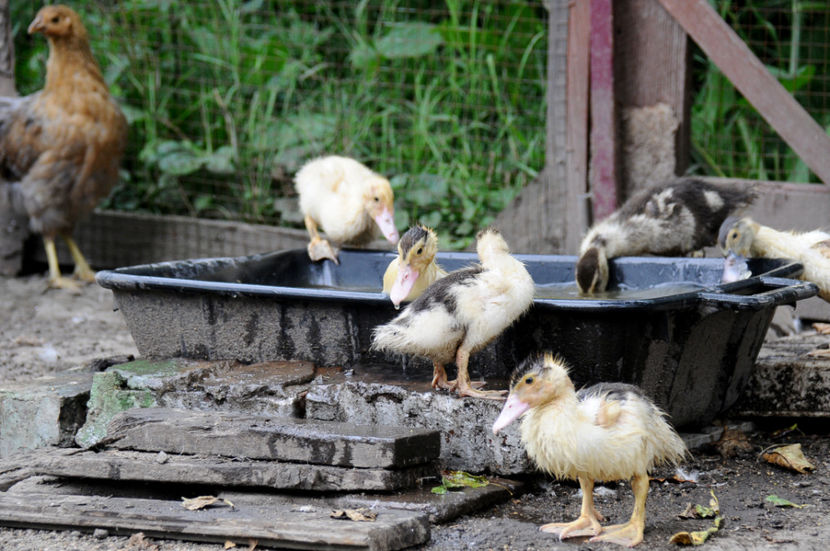  - 03 Rate lesesti 2019