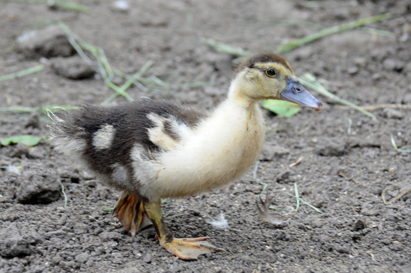  - 03 Rate lesesti 2019