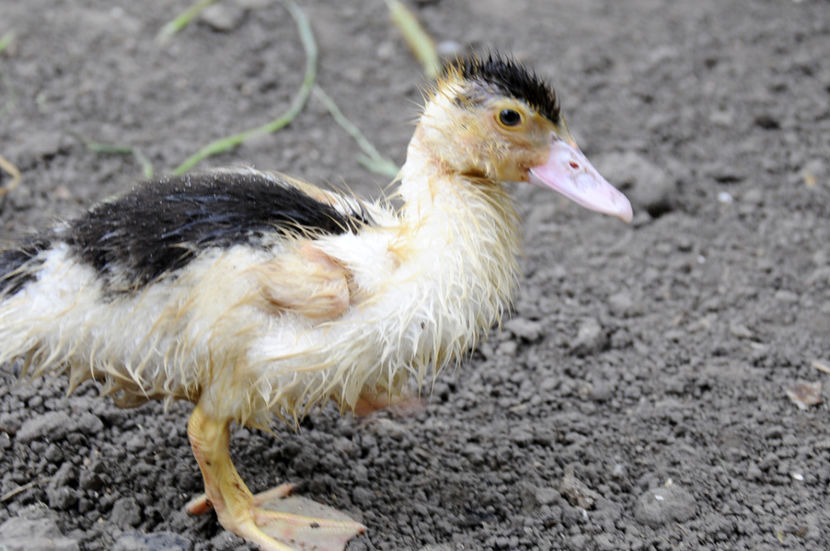  - 03 Rate lesesti 2019