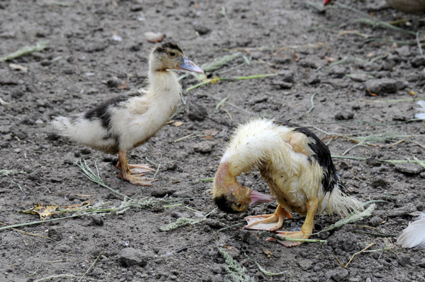  - 03 Rate lesesti 2019